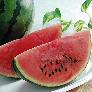 Common Fruit - Watermelon Translations