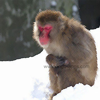 Common Animal - Monkey Translations