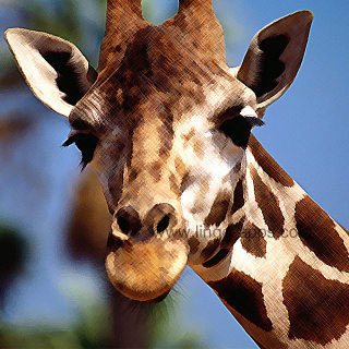 Common Animal - Giraffe Translations