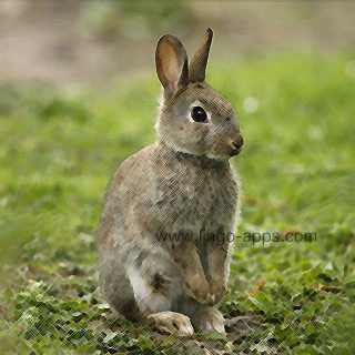 Common Animal - Rabbit Translations