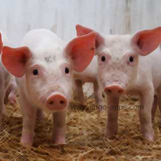 Common Animal - Pig Translations