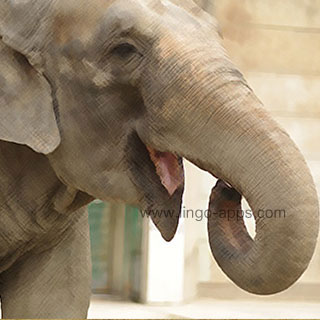 Common Animal - Elephant Translations