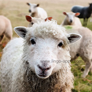 Common Animal - Sheep Translations