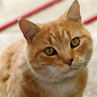 Common Animal - Cat Translations